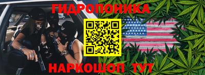 шишки Аргун